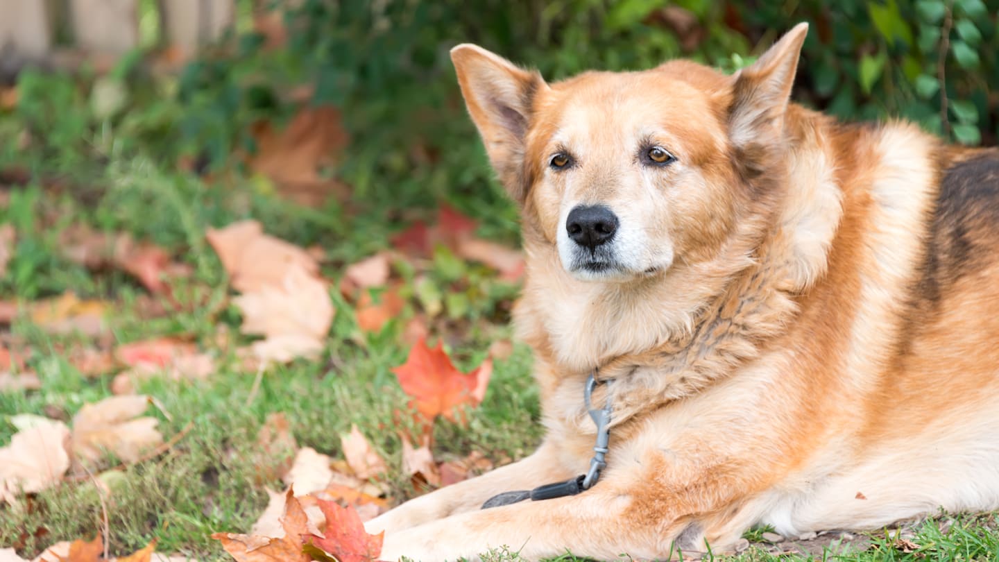 The Most Stressful States for Pet Parents on Thanksgiving