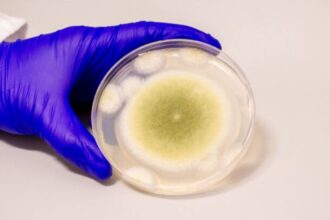 ‘King Tut’s Curse’ May Be The Key To A New Cancer Treatment