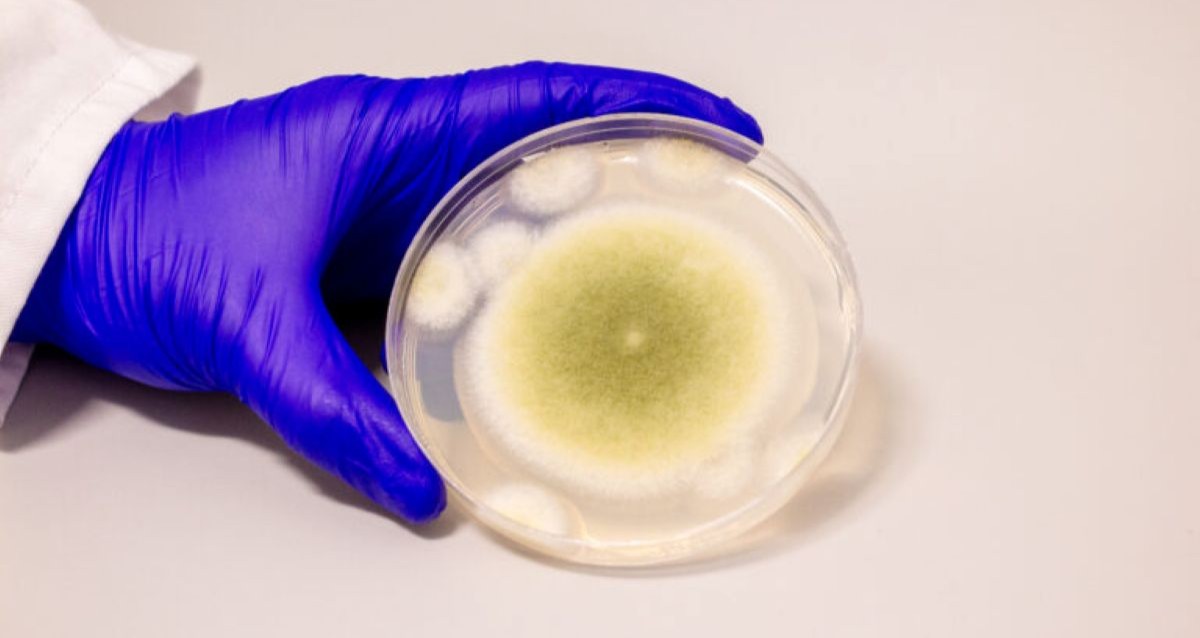 ‘King Tut’s Curse’ May Be The Key To A New Cancer Treatment