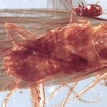 Two New Ancient Species Of Cockroach Found Preserved In Amber