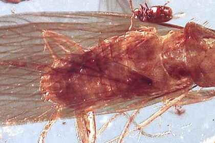 Two New Ancient Species Of Cockroach Found Preserved In Amber