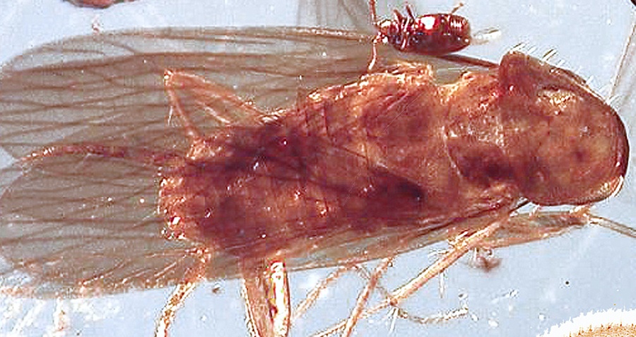 Two New Ancient Species Of Cockroach Found Preserved In Amber