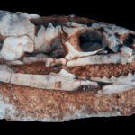 A Rare Skull Of An Ancient Snake With Legs Discovered In Argentina