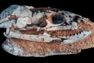 A Rare Skull Of An Ancient Snake With Legs Discovered In Argentina