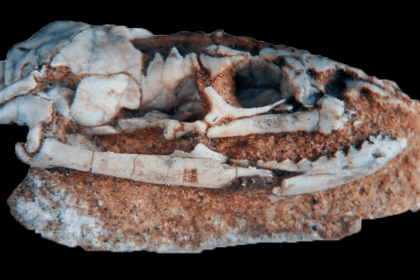 A Rare Skull Of An Ancient Snake With Legs Discovered In Argentina