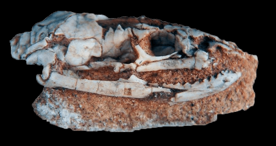 A Rare Skull Of An Ancient Snake With Legs Discovered In Argentina