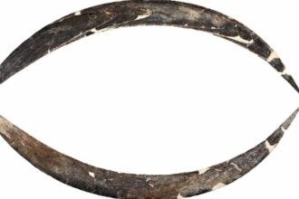 The World’s Oldest Boomerang Is Even Older Than Once Thought