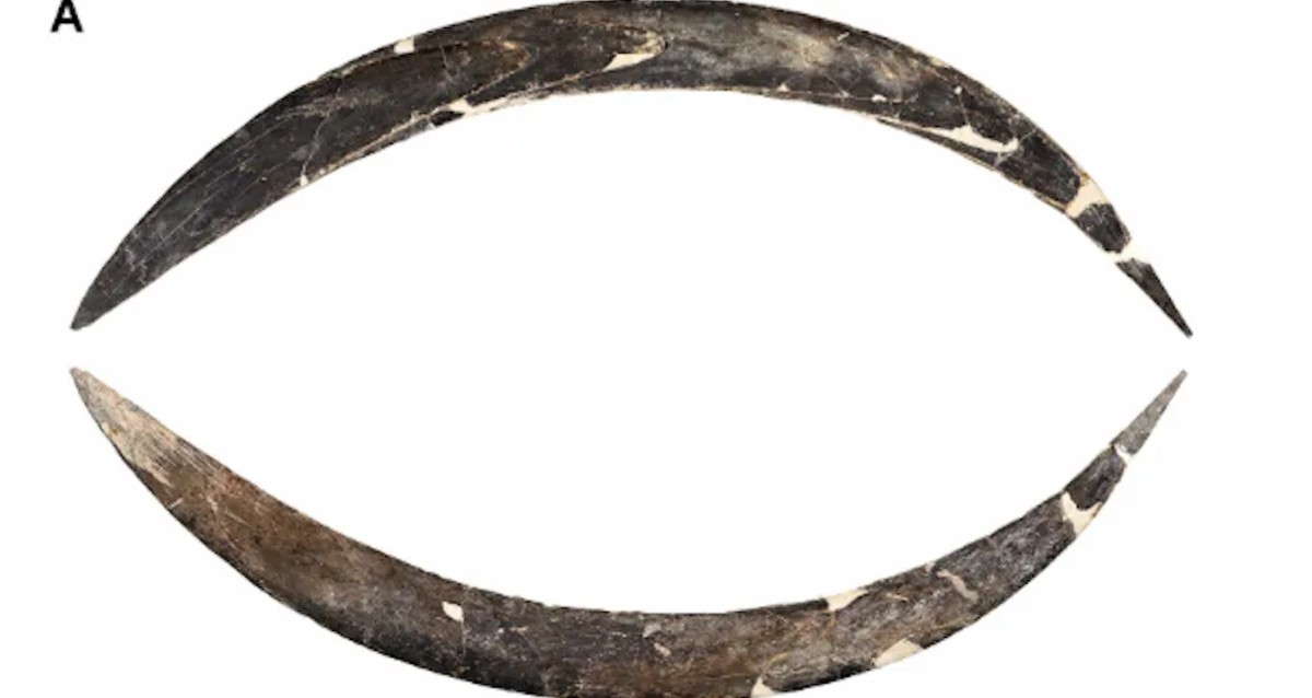 The World’s Oldest Boomerang Is Even Older Than Once Thought