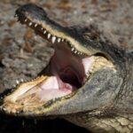 10 of History’s Most Bell-Ringing Finishing Moves