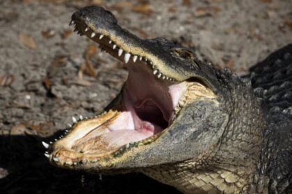 10 of History’s Most Bell-Ringing Finishing Moves