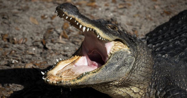 10 of History’s Most Bell-Ringing Finishing Moves