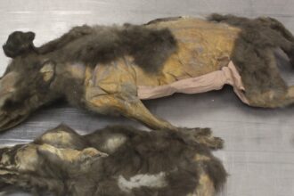 Scientists Study Frozen Remains Of Prehistoric Siberian Wolf Cubs