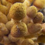 Oregon’s Humongous Fungus, The Largest Organism On Earth