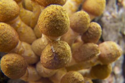 Oregon’s Humongous Fungus, The Largest Organism On Earth