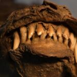 Remains Of Woolly Rhino Found In Stomach Of Ice Age Puppy