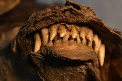 Remains Of Woolly Rhino Found In Stomach Of Ice Age Puppy