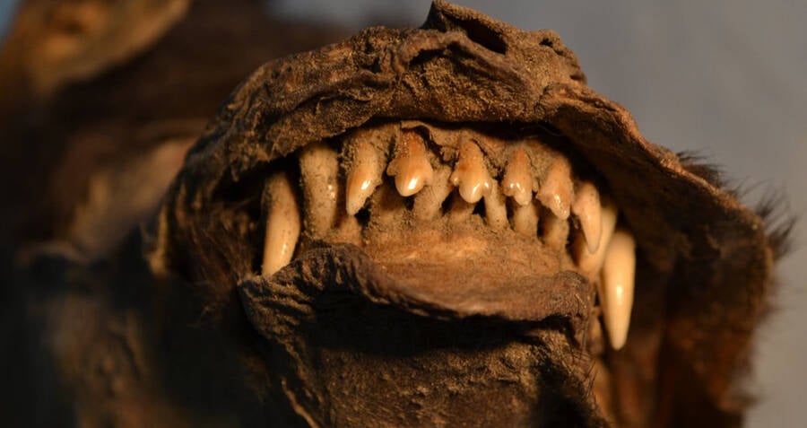 Remains Of Woolly Rhino Found In Stomach Of Ice Age Puppy
