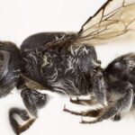 New “Lucifer” Bee Species Discovered In Western Australia