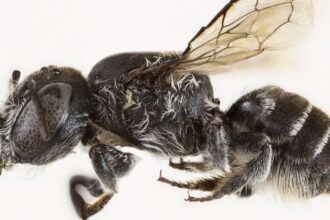 New “Lucifer” Bee Species Discovered In Western Australia