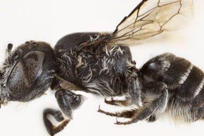 New “Lucifer” Bee Species Discovered In Western Australia