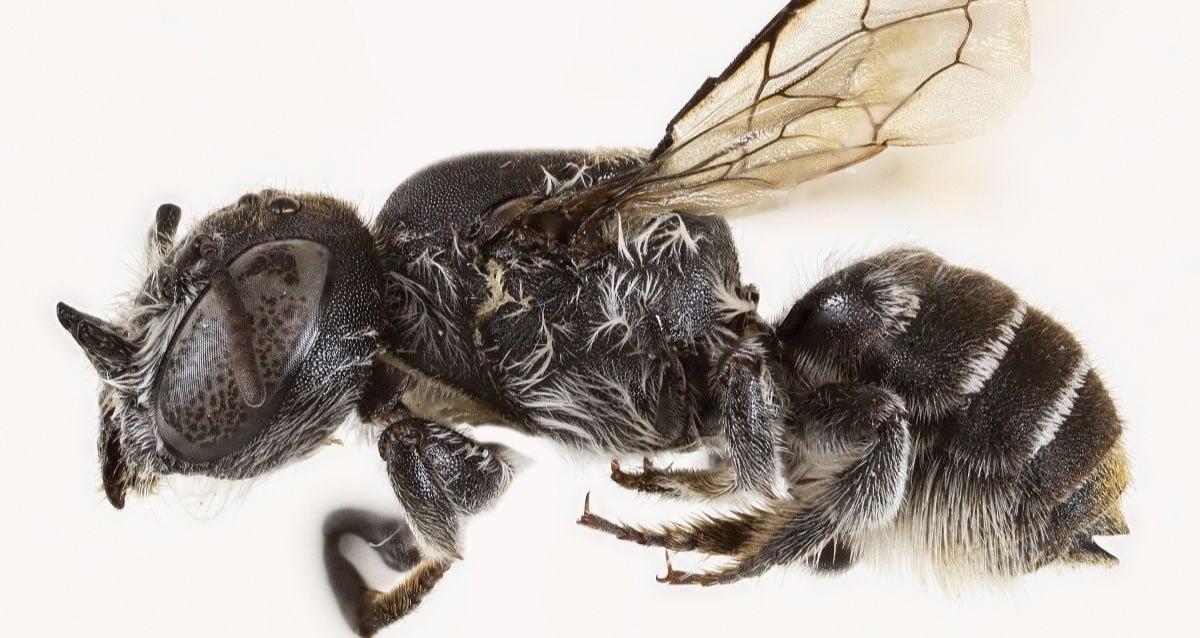 New “Lucifer” Bee Species Discovered In Western Australia