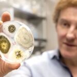 Genetically Modified Fungus Could Help Eradicate Mosquitoes