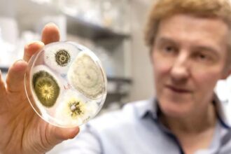 Genetically Modified Fungus Could Help Eradicate Mosquitoes