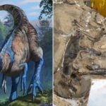 Scientists Say A ‘Teen Rex’ Fossil Is Actually A Different Species