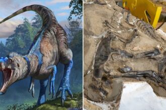 Scientists Say A ‘Teen Rex’ Fossil Is Actually A Different Species