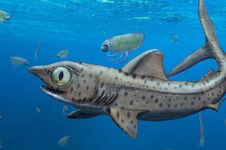 This Prehistoric Shark Rotated Its Jaw To ‘Suction-Feed’ Its Prey