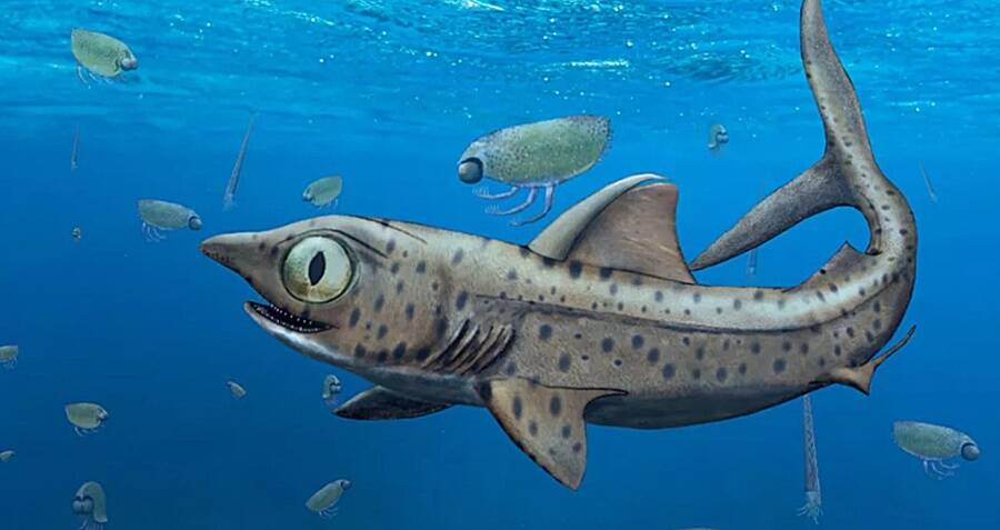 This Prehistoric Shark Rotated Its Jaw To ‘Suction-Feed’ Its Prey