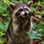 North American City Raccoons Are Domesticating Themselves