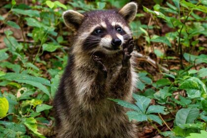 North American City Raccoons Are Domesticating Themselves