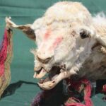 Mummified Llamas Sacrificed By Incas 500 Years Ago Uncovered In Peru