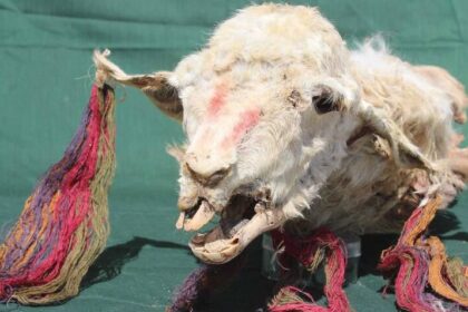 Mummified Llamas Sacrificed By Incas 500 Years Ago Uncovered In Peru
