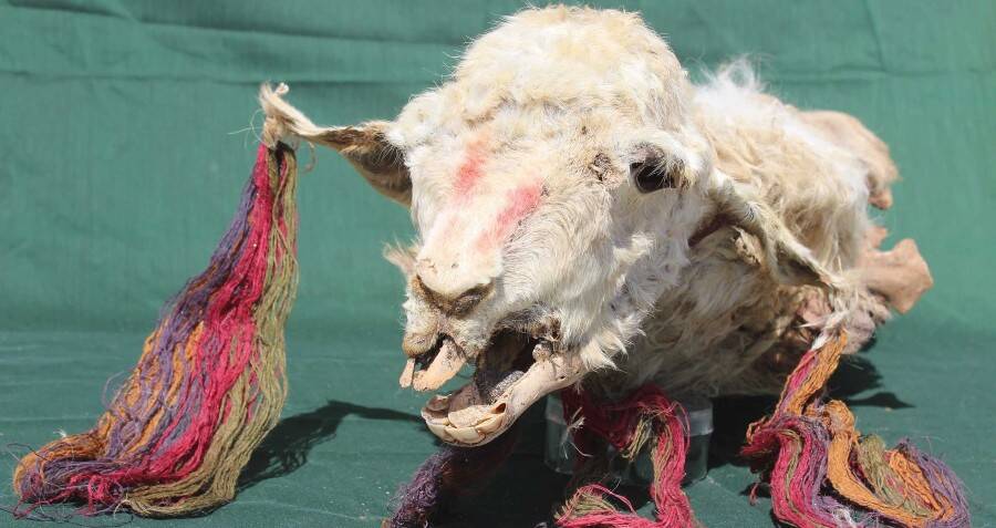 Mummified Llamas Sacrificed By Incas 500 Years Ago Uncovered In Peru