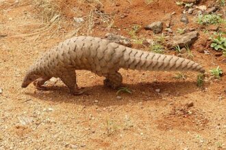 11 Animals with Amazing Superpowers