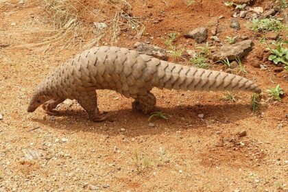 11 Animals with Amazing Superpowers