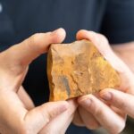 Amateur Fossil Hunter Discovers New Species Of Midge