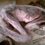 5,600-Year-Old Mummy Upends Notions About Ancient Egyptian Embalming