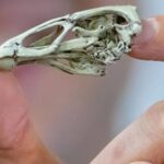 Oldest Fossil Of Modern Bird Ever Found, Dubbed ‘Wonderchicken’