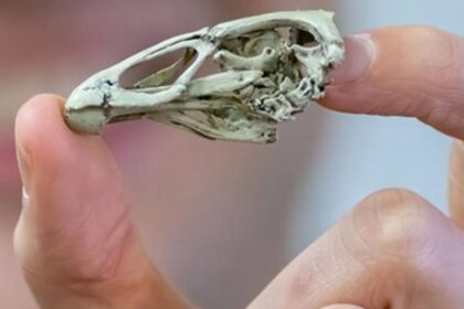 Oldest Fossil Of Modern Bird Ever Found, Dubbed ‘Wonderchicken’