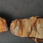 Scientists ‘Digitally Unwrap’ Mummified Animals From Ancient Egypt