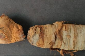 Scientists ‘Digitally Unwrap’ Mummified Animals From Ancient Egypt