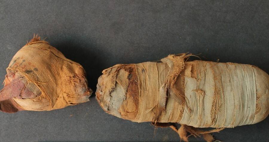 Scientists ‘Digitally Unwrap’ Mummified Animals From Ancient Egypt