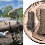 Study Finds Arctic Birds Lived With Dinosaurs 73 Million Years Ago