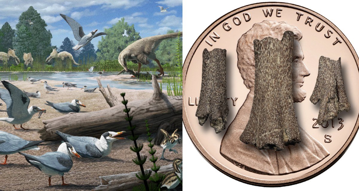 Study Finds Arctic Birds Lived With Dinosaurs 73 Million Years Ago