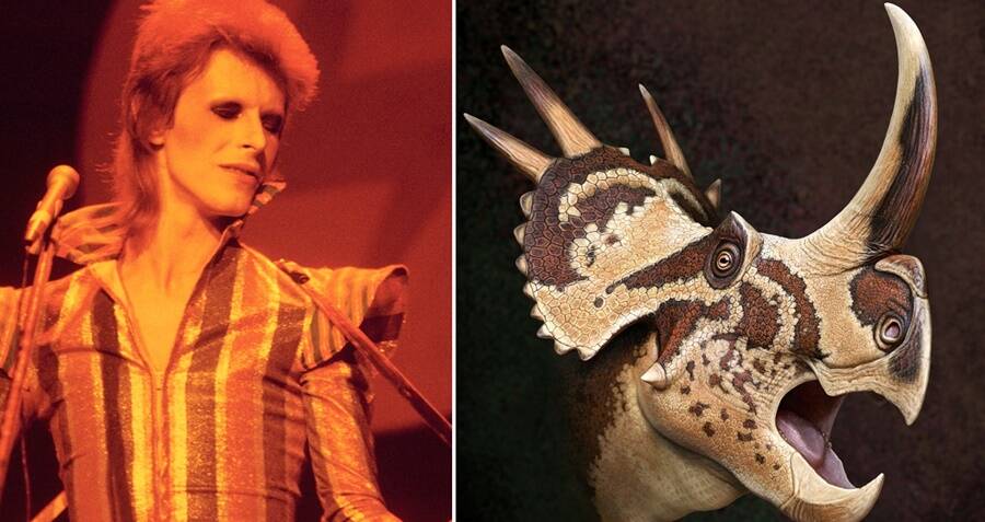 New Dinosaur With Star-Like Skull Named After David Bowie