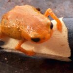 New Species Of Tiny Pumpkin Toadlet Found In Brazil’s Mountains