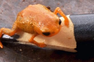 New Species Of Tiny Pumpkin Toadlet Found In Brazil’s Mountains
